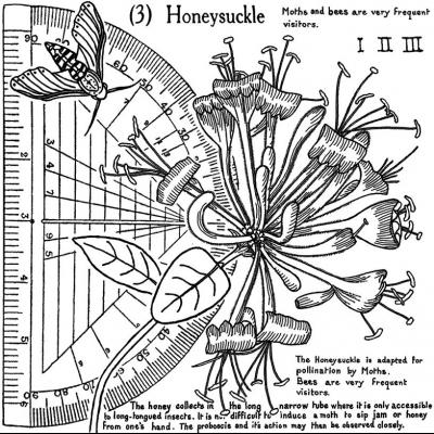 Crafty Individuals Rubber Stamp - Honeysuckle